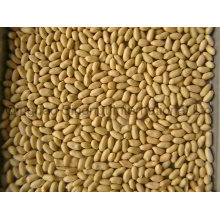Blanched Peanuts of Good Quality